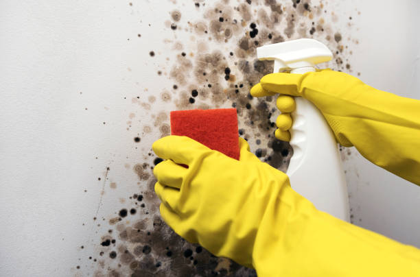 Best Black Mold Remediation in Farley, IA