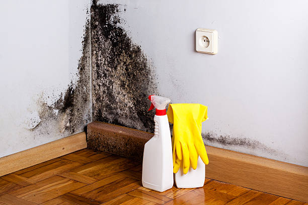 Best Post-Flood Mold Remediation in Farley, IA